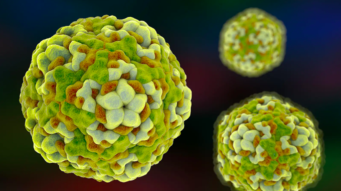 Biểu diễn đồ họa của enterovirus gây viêm não. Nguồn: Kateryna Kon (Shutterstock)