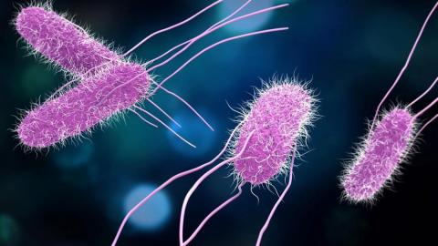 Vi khuẩn Salmonella. Ảnh: News Medical