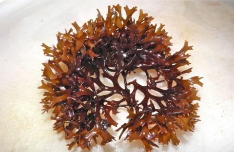 Tảo mozuku chứa fucoidan được tìm thấy nhiều ở quần đảo Okinawa, Nhật Bản. Ảnh: Umi No Shizuku