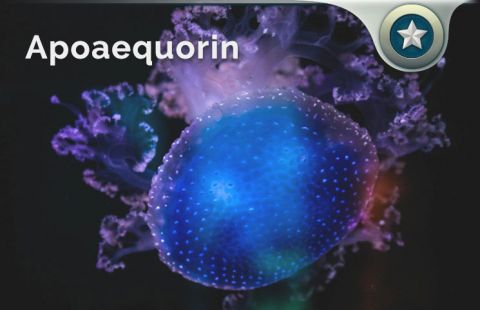 apoaequorin