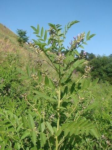 cam-thao-glycyrrhiza-glabra