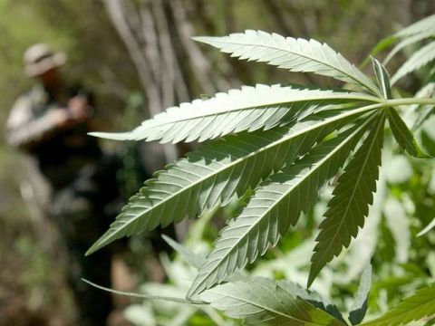 can-sa-cbd