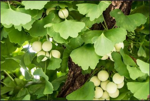 cay-bach-qua-ginkgo-biloba