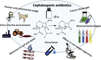 cephalosporin