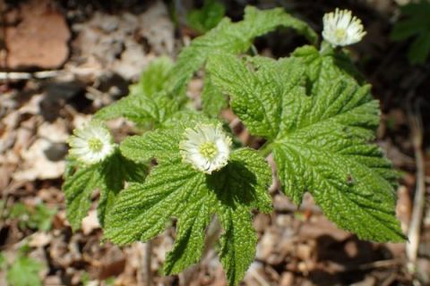 hai-cau-vang-goldenseal-berberine