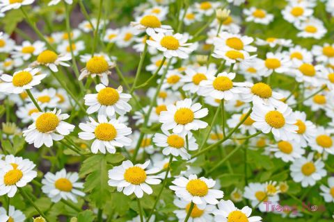hoa-cuc-thom-feverfew