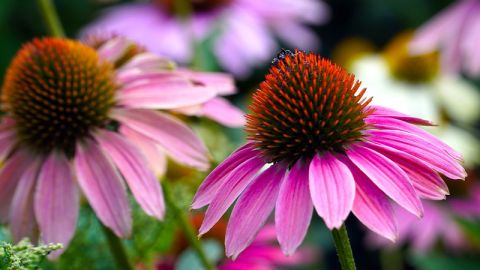 hoa-cuc-tim-echinacea