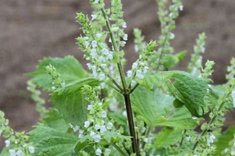huong-nhu-holy-basil