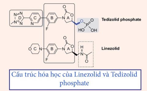 linezolid-va-tedizolid