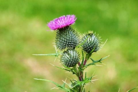 ke-sua-silybum-marianum-silymarin