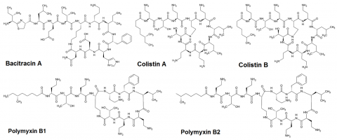 khang-sinh-polypeptide-bacitracin-colistin-polymyxin-b