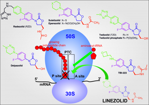 lincosamides-oxazolidinones-va-streptogramins