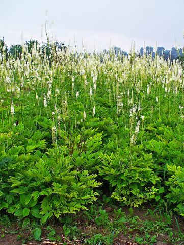 mao-luong-black-cohosh