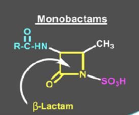 monobactams