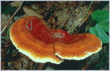 nam-linh-chi-ganoderma-lucidum