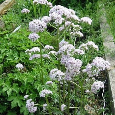 nu-lang-valeriana-officinalis