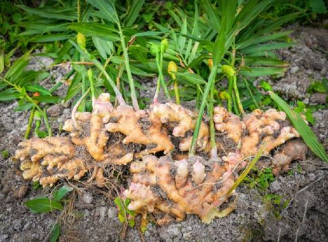re-gung-zingiber-officinale