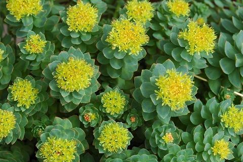 rhodiola-rosea