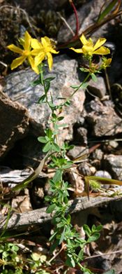 saint-john-s-wort-hypericum-perforatum