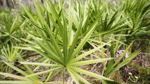 saw-palmetto-serenoa-repens-serenoa-serrulata