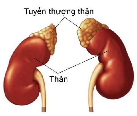tong-quan-ve-su-tang-san-thuong-than-bam-sinh