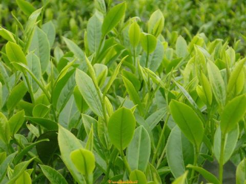 tra-xanh-camellia-sinensis