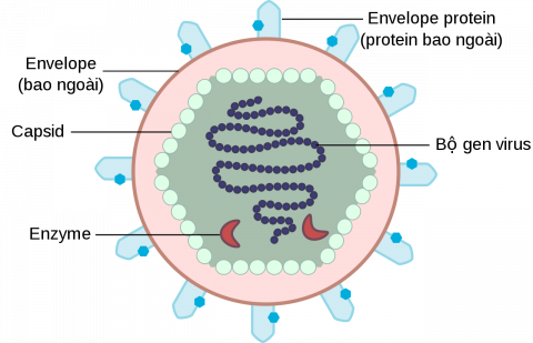 tong-quan-ve-virus