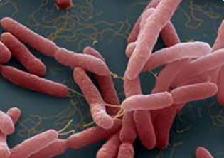 tong-quan-ve-nhiem-khuan-do-bartonella