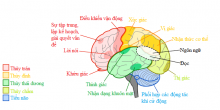 tong-quan-ve-chuc-nang-nao